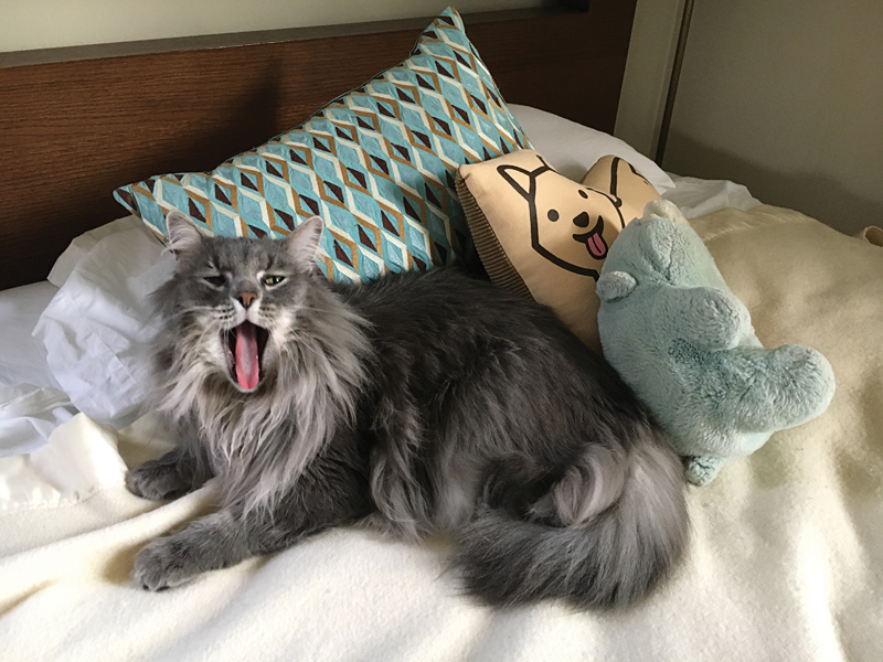 My Cat, the Asshole